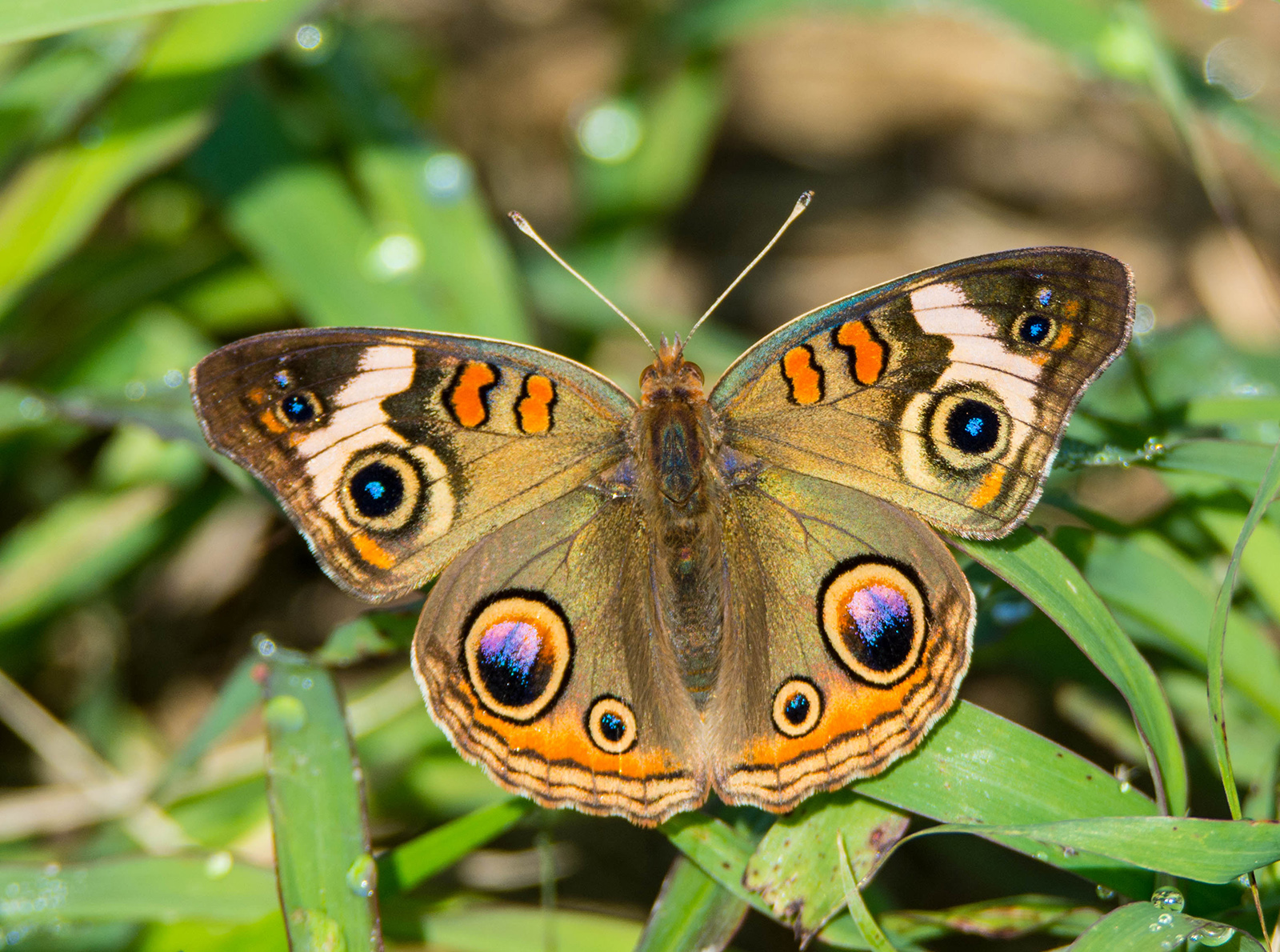 Una foto en primer plano de una mariposa con manchas naranjas, moradas y negras en alas marrones.