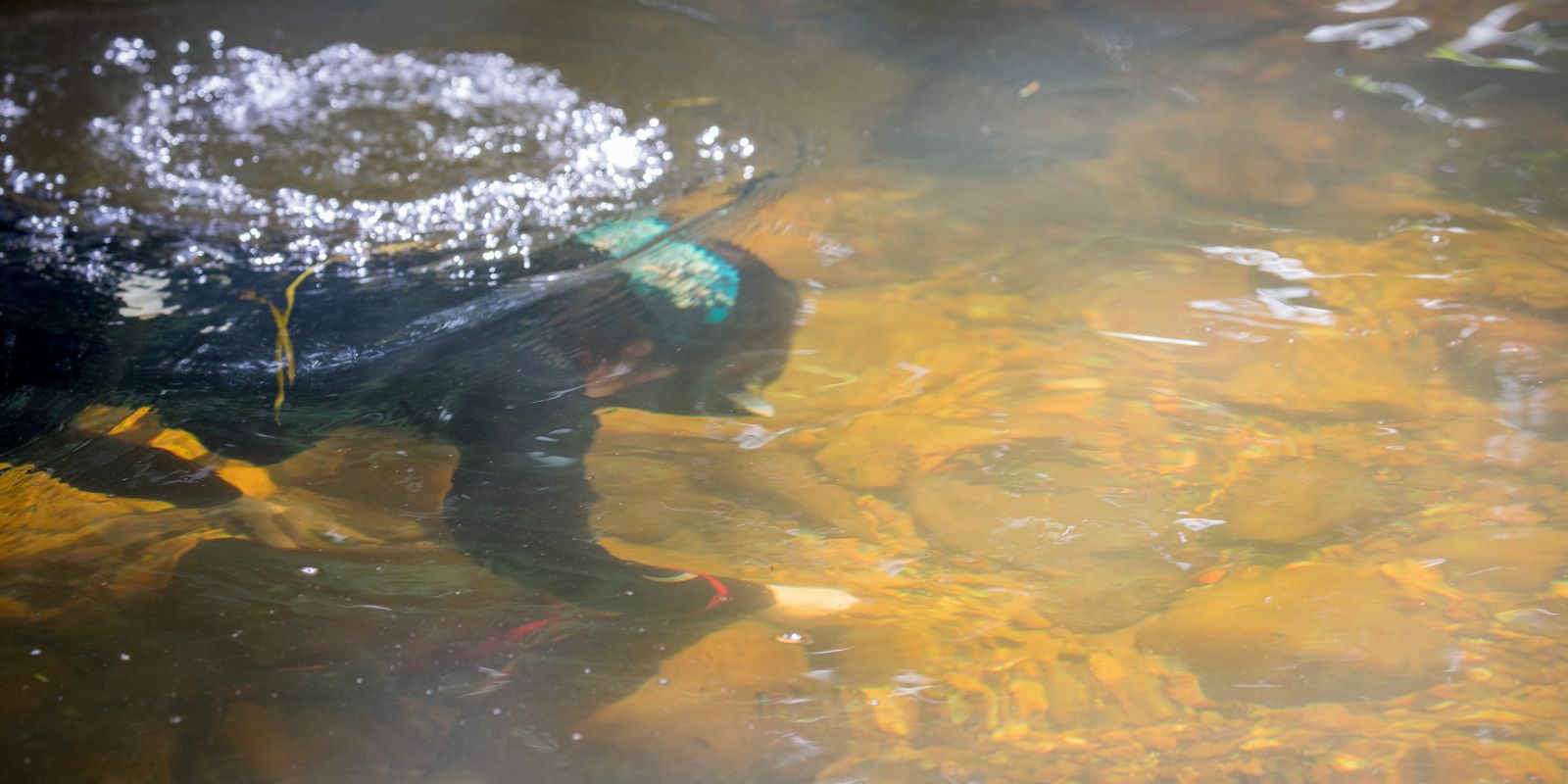 Buzos en busca de mejillón espinoso en el lecho del río