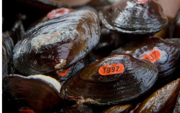 Mejillón espinoso de James propagado plantado en un sitio de reintroducción. Foto de ©Meghan Marchetti - DWR