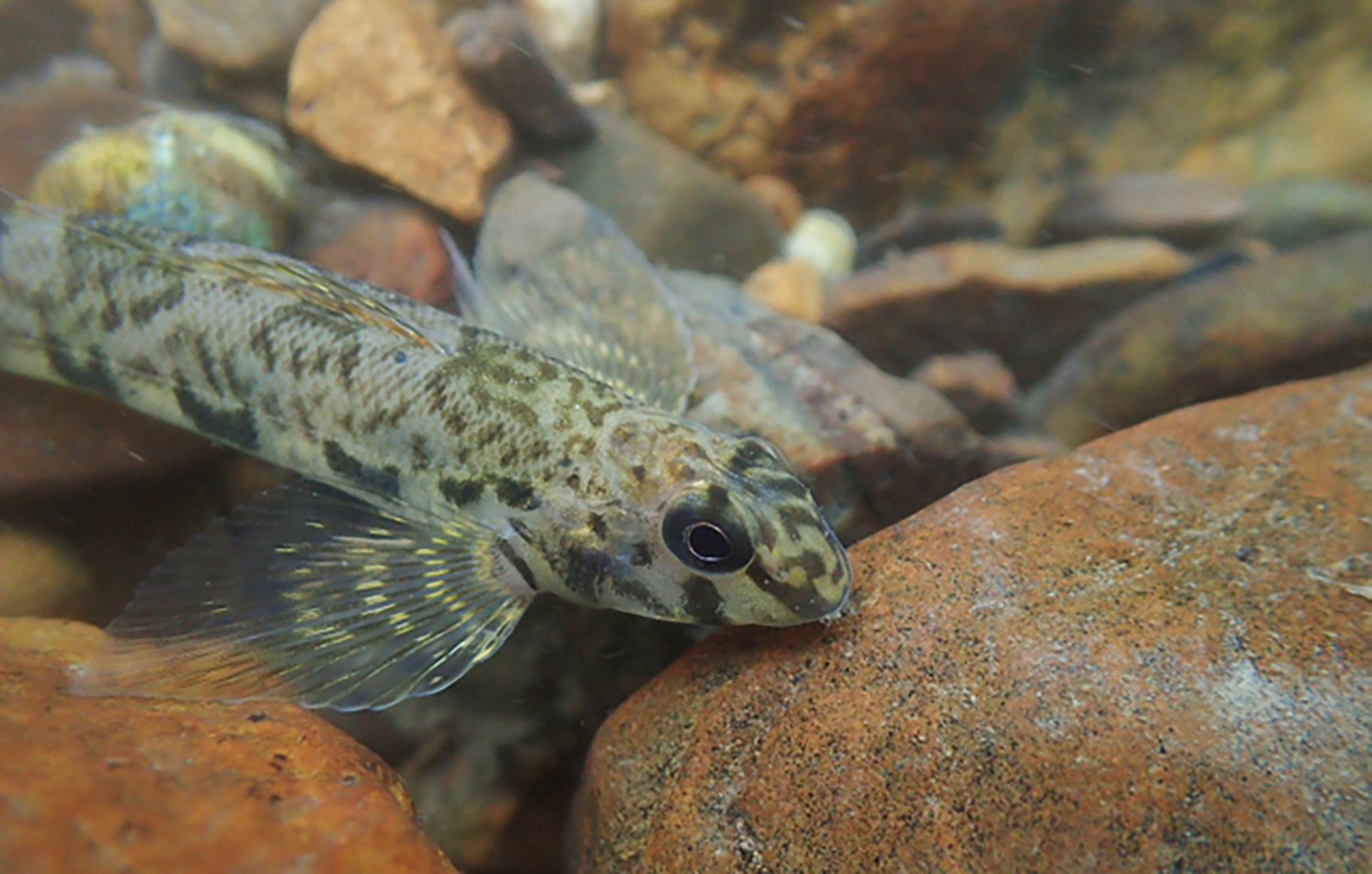 Imagen de un dardo en el green entre las rocas del lecho de un río