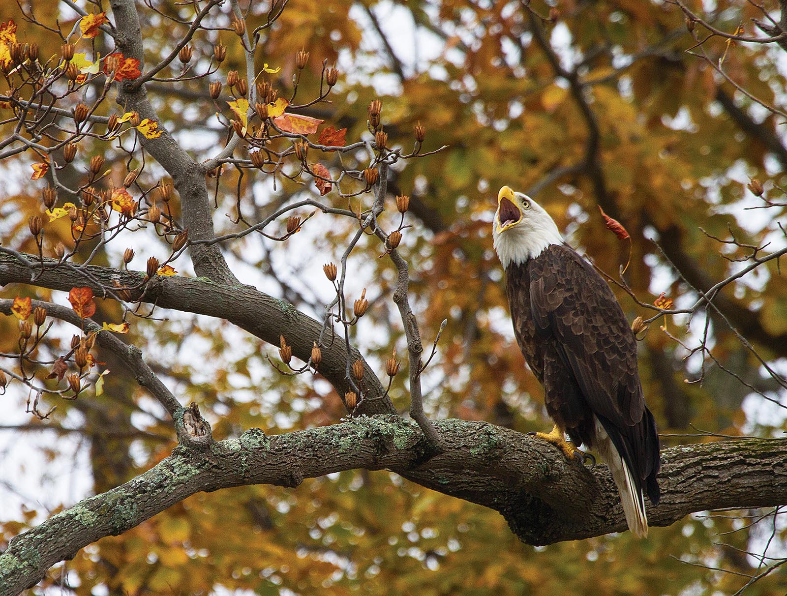 Una imagen de un águila calva en un árbol