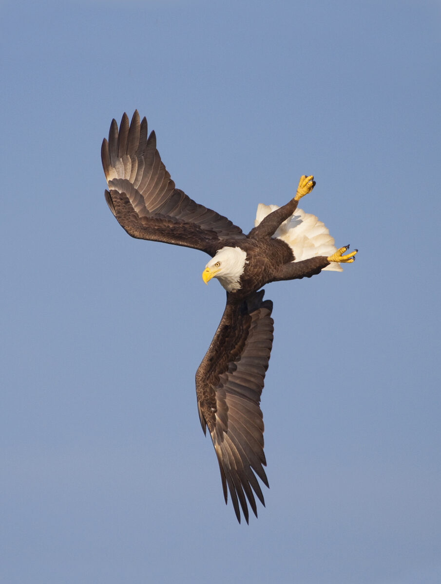 Imagen de un águila calva en vuelo