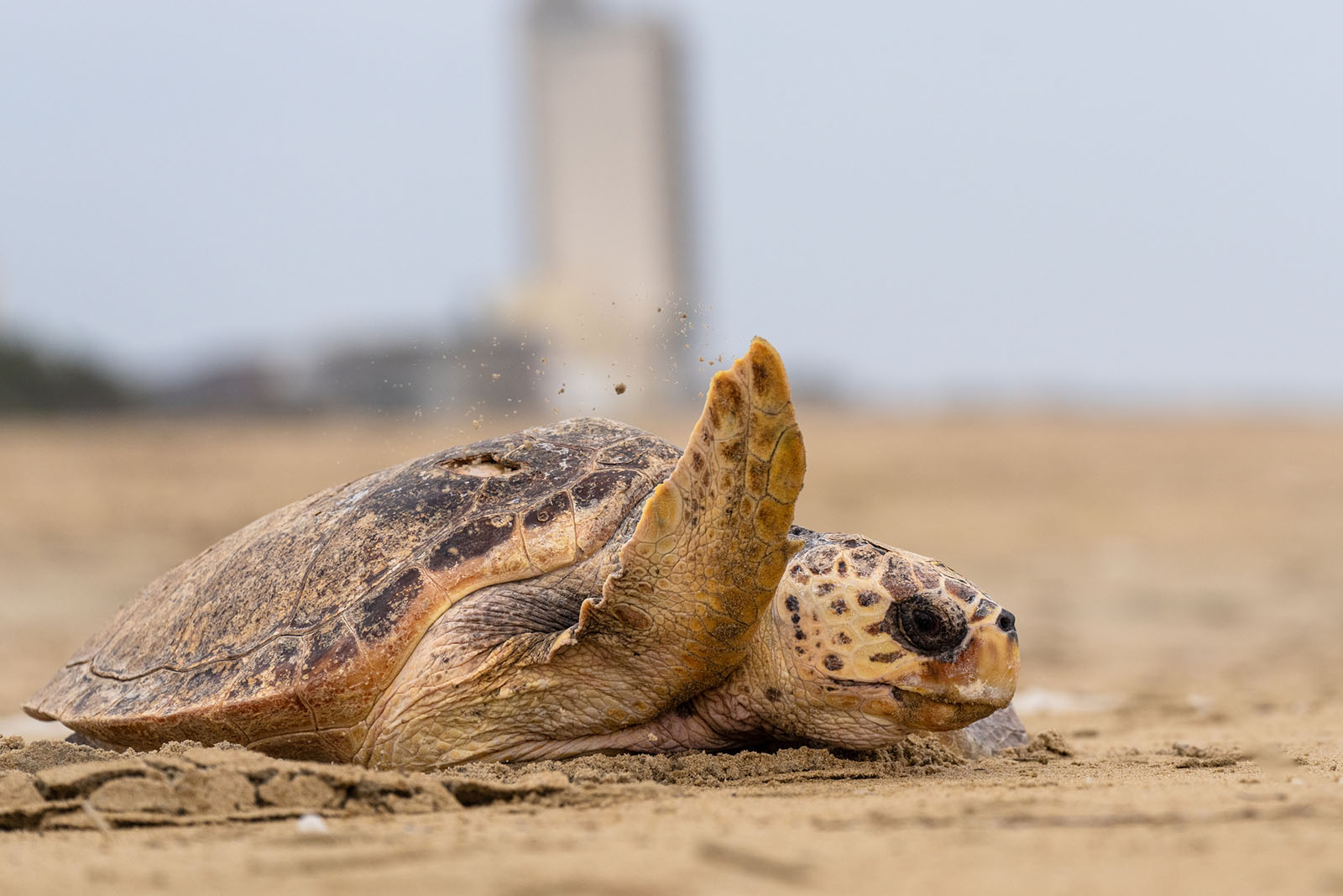 Una tortuga boba que regresa al océano después de poner huevos en la playa.