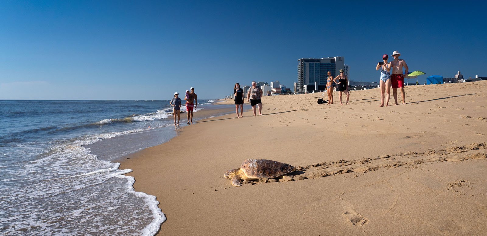 Una tortuga boba navega de regreso al océano entre los bañistas.