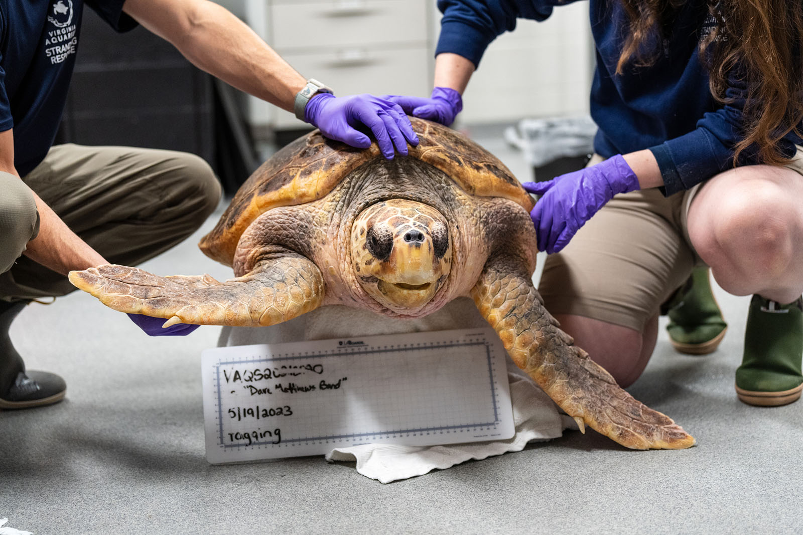 Una tortuga boba que fue recuperada por la Red de Respuesta a Varamientos de Virginia en el Acuario y Centro de Ciencias Marinas de Virginia.