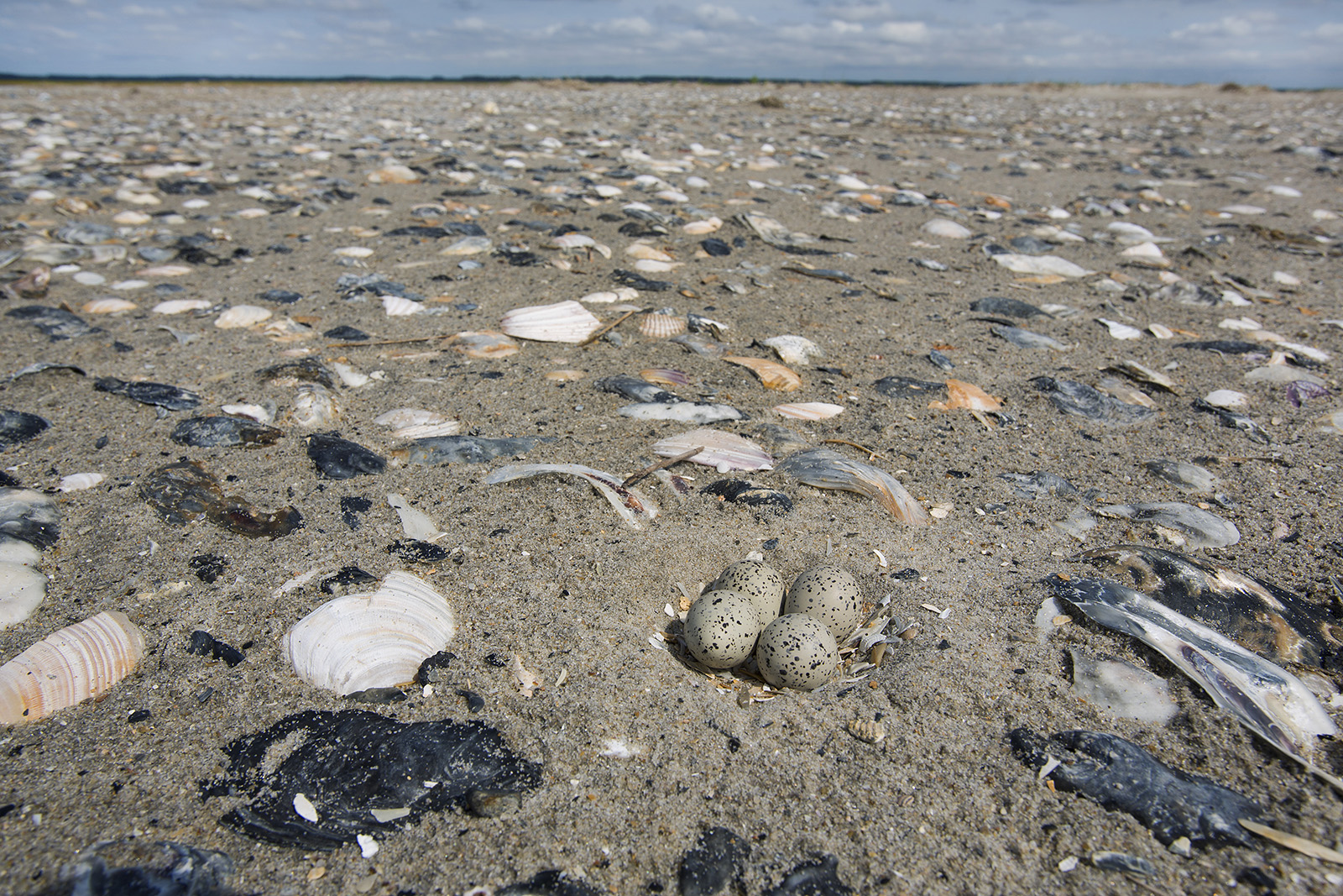 Imagen de un nido de chorlitejo patinegro con cuatro huevos en una isla barrera