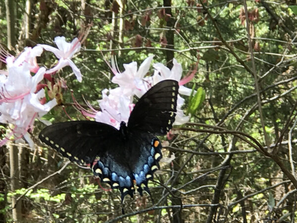 Una forma negra de la cola de golondrina tigre oriental visita las flores de forma tubular de la azalea pixterbloom 