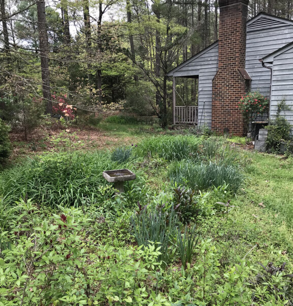 Una imagen de un jardín de vida silvestre con un baño para pájaros en el medio que muestra la variación en las alturas del follaje