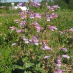 Flores moradas en un paisaje