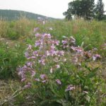Una flor púrpura al borde de un campo