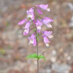 Flores moradas en una sola planta