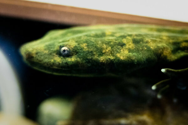 La cabeza de un Maestro Infierno del Este.