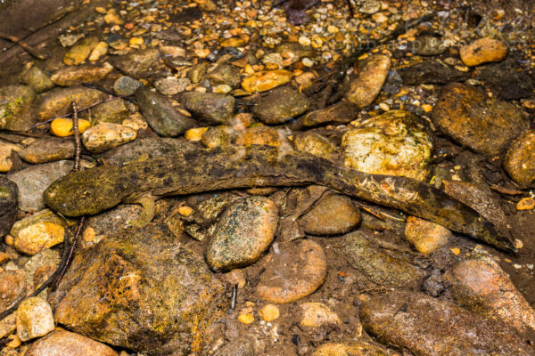 Una salamandra del este casi se camufla en las rocas circundantes.