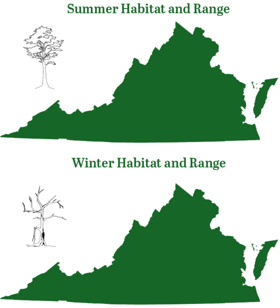 El murciélago rojo oriental se encuentra en todo Virginia durante todo el año