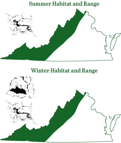 El murciélago oriental de patas pequeñas se encuentra en las regiones montañosas de Virginia tanto en verano como en invierno