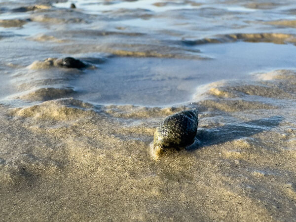 Caracol de barro oriental en una playa durante la marea baja.