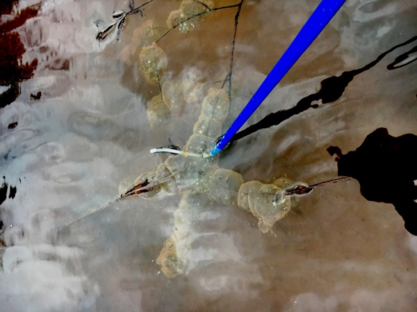 Masa de huevos de salamandra tigre oriental. Foto de ©J.D. Kleopfer - Herpetólogo estatal - DWR