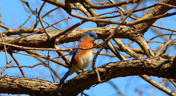 Una imagen de un pájaro azul oriental macho en las ramas de un árbol