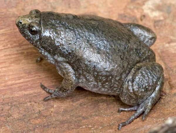 Una imagen de un sapo oriental de boca estrecha