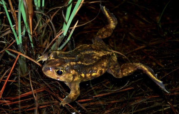 Una imagen de Eastern Spadefoot