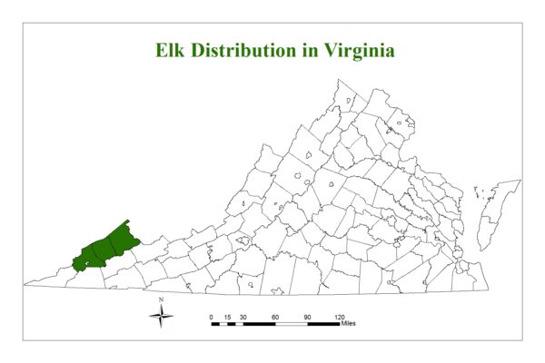 Los alces se encuentran en tres condados de Virginia