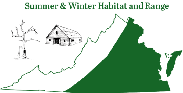 El murciélago vespertino se encuentra en todo el piedemonte y la llanura costera de Virginia, excepto en las tierras altas montañosas