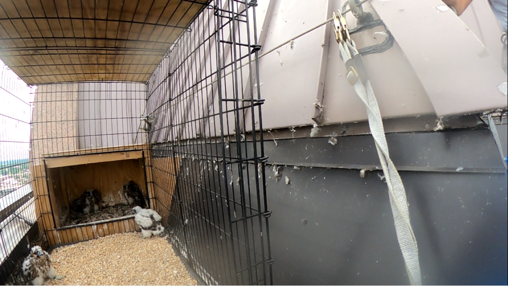 Cuatro polluelos de halcón poco después de ser devueltos al corral.