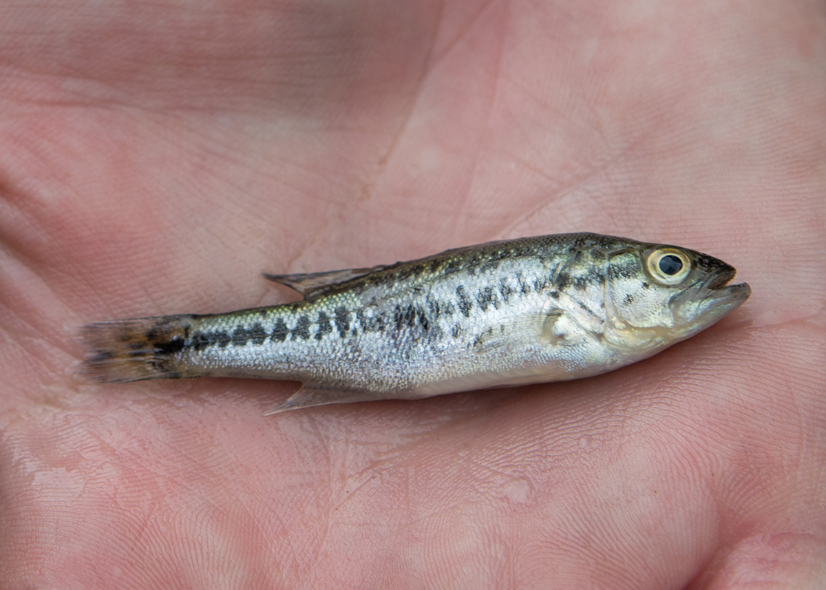 Imagen de una lobina joven