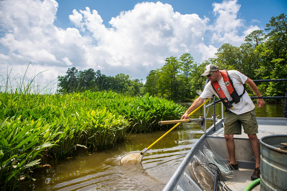 Una imagen de un hombre en un bote en el río Chickahominy abasteciendo a la lubina joven con una red