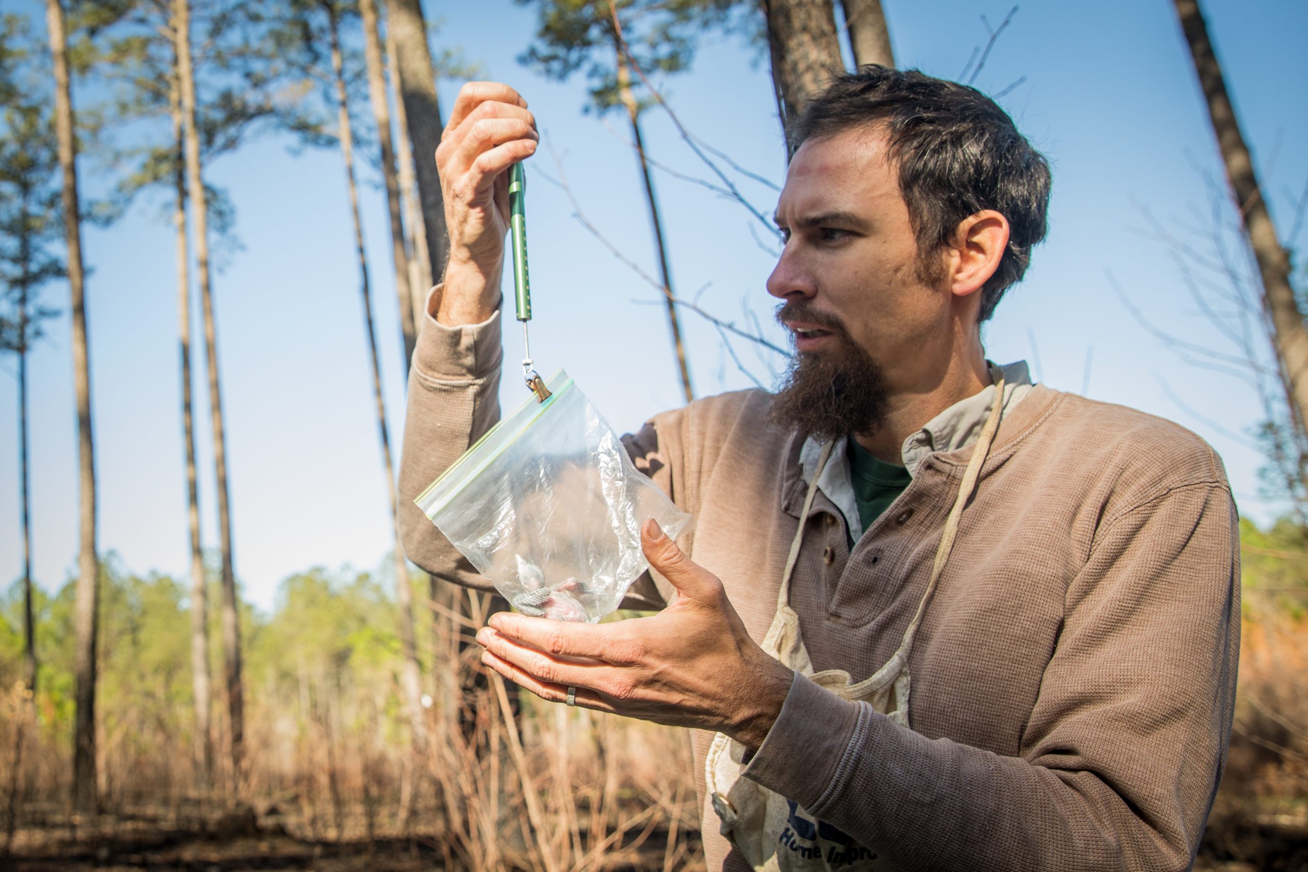 Uno de los polluelos siendo pesado.