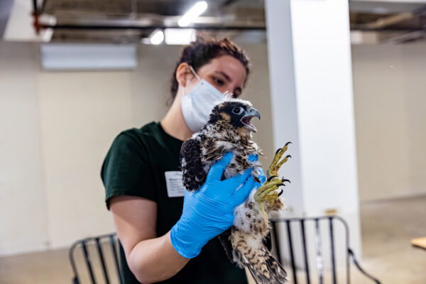 Un biólogo de fauna silvestre DWR sosteniendo un halcón peregrino