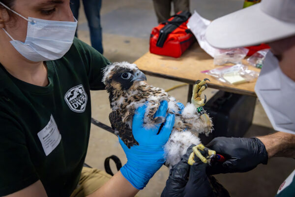 Biólogos andan un halcón peregrino