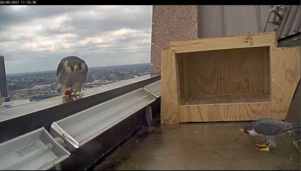 Hembra de Richmond (izquierda) con una presa que le fue entregada por el nuevo macho (derecha).