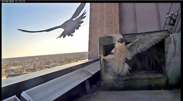 Hembra no anillada (derecha) siendo atacada por hembra anillada (izquierda).