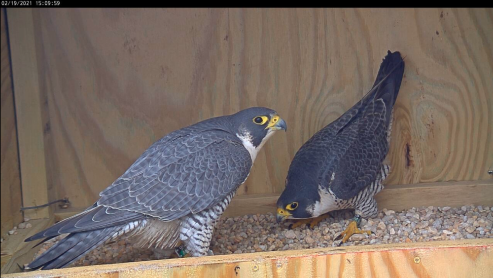 Una imagen de 95/AK y 59/BM en la caja anidada mirándose entre sí