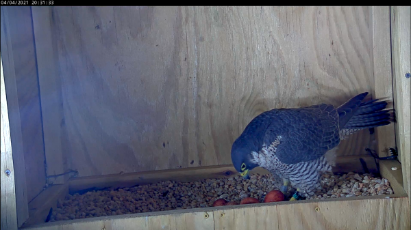 Hembra con cuatro huevos que mueven el cuarto huevo a la raspadura