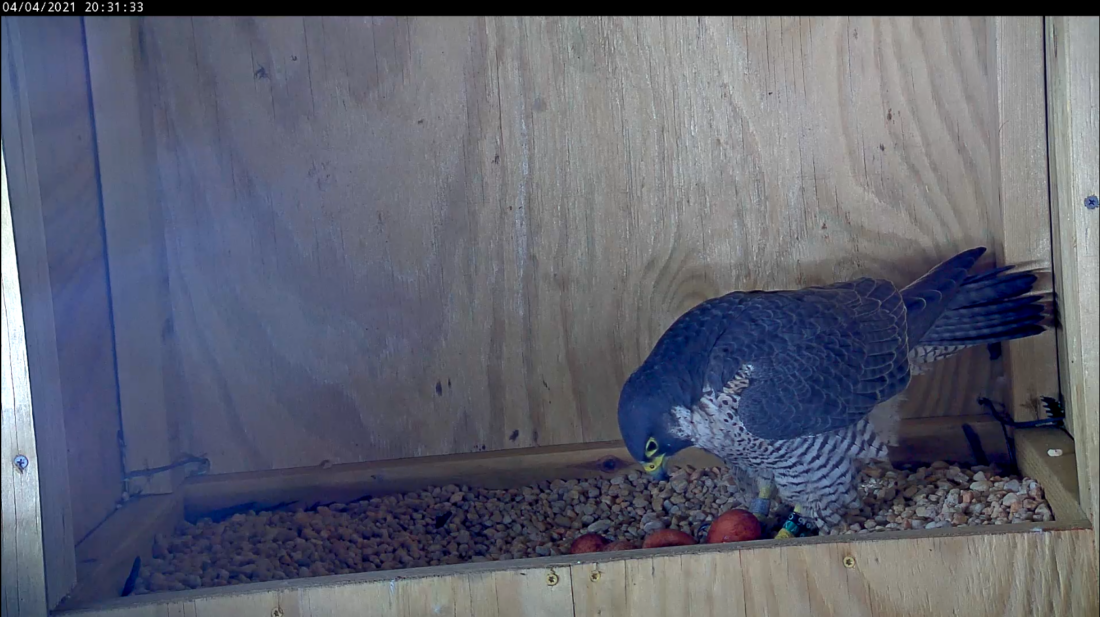 Una hembra de halcón peregrino con cuatro huevos