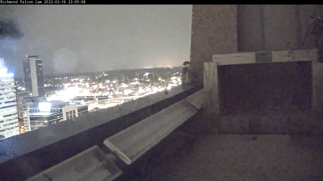 El halcón hembra posándose cerca de la caja nido por la noche 