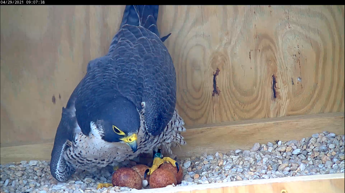 La halcón hembra se reposiciona cautelosamente sobre la nidada.