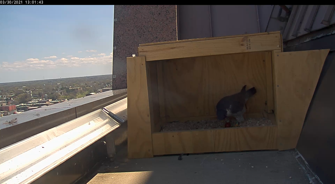 Hembra de pie sobre el huevo recién puesto.