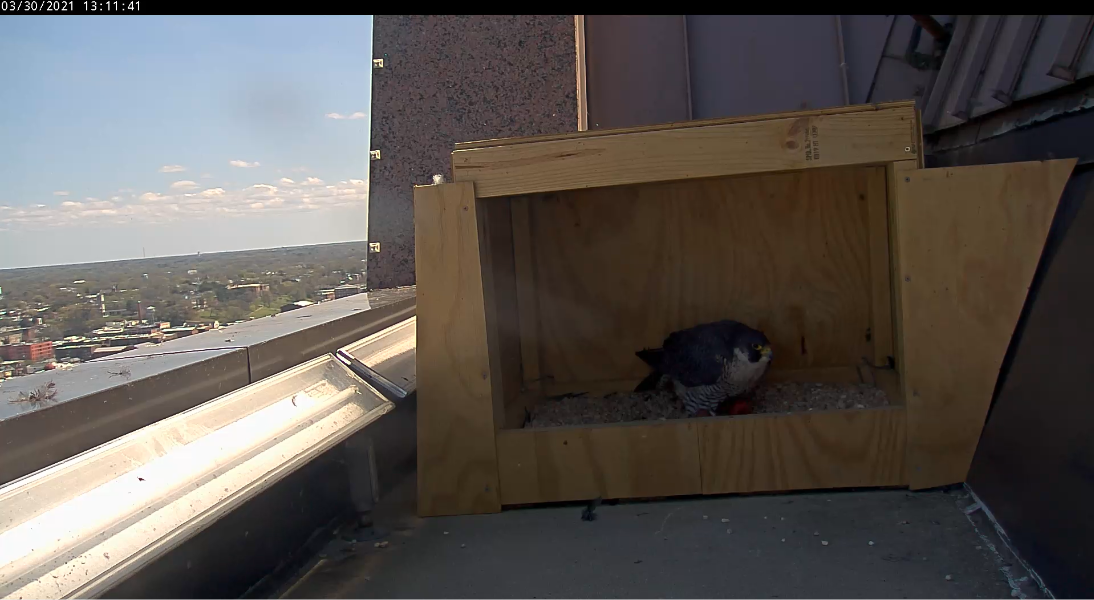 La hembra se coloca encima de ambos huevos.