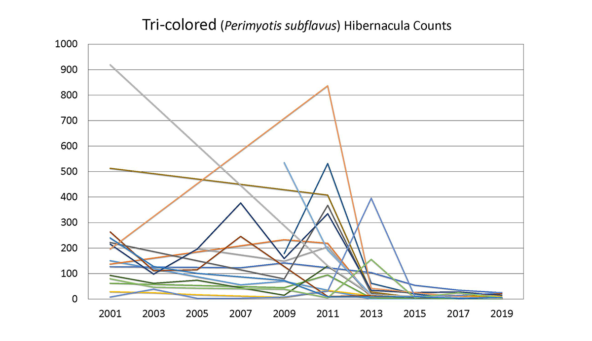 Una imagen de las poblaciones de murciélagos tricolores disminuyendo drásticamente en 2013