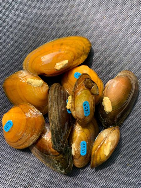 Un pequeño montón de mejillones recapturados