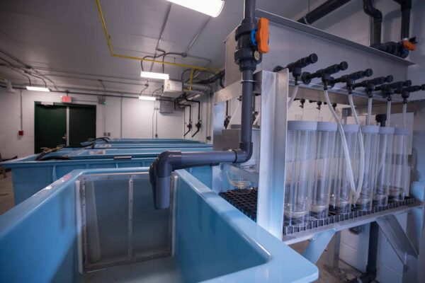 Una imagen de algunos tanques interiores en la planta de incubación