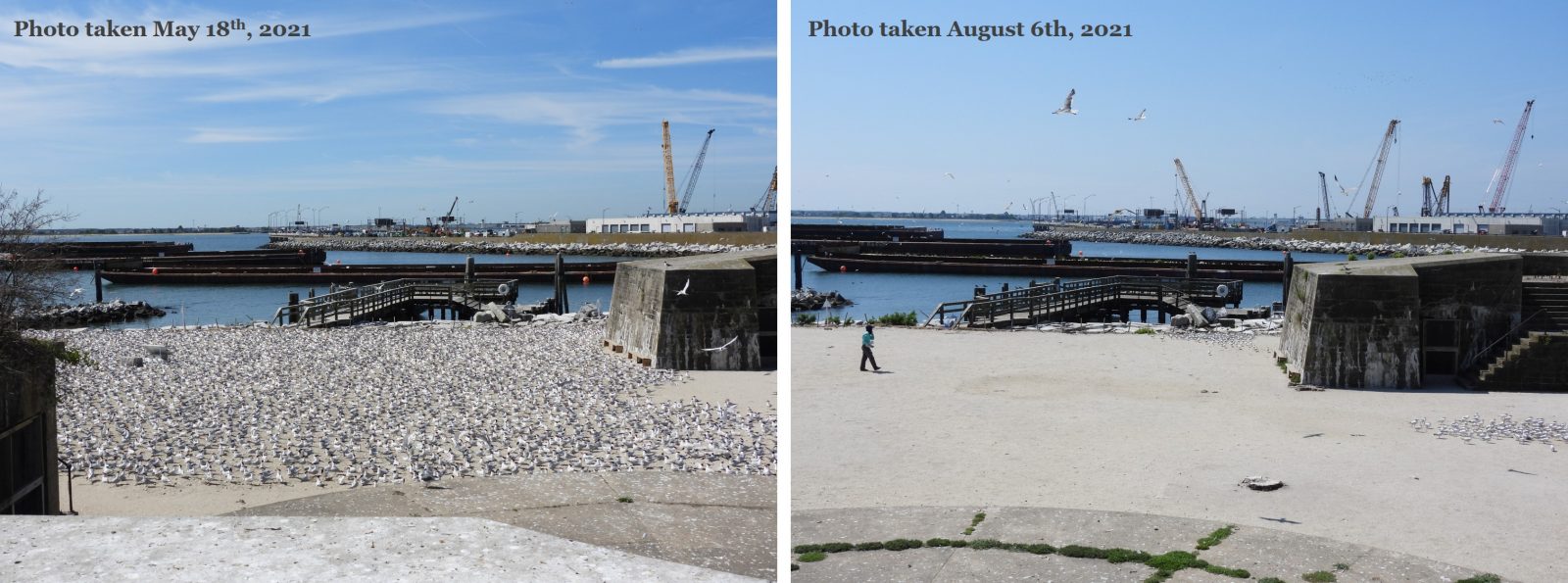 Imágenes contrastantes de mayo llenas de aves marinas (izquierda) y agosto desprovisto de aves marinas (derecha) de ocupación de aves marinas en Ft. Wool.