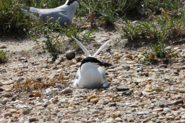 Una imagen de un charrán pico de gaviota incubando su huevo, esta ave es blanca con alas y dorso grises y un pico negro y un sombrero negro liso