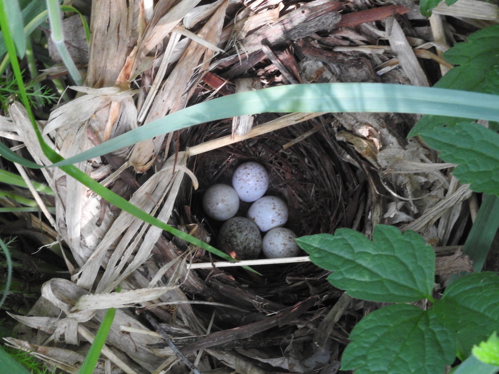 Nido de curruca de alas doradas en el condado de Smyth 