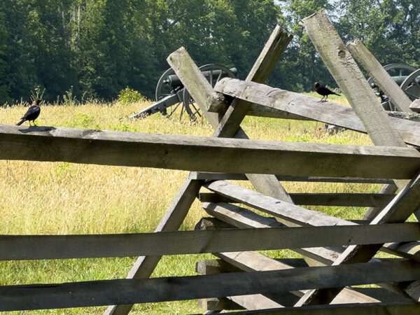 Los tordos de cabeza marrón, en la foto aquí, los pájaros azules del este y los phoebes del este se ven con frecuencia en la cerca. Crédito de la foto: Lisa Mease