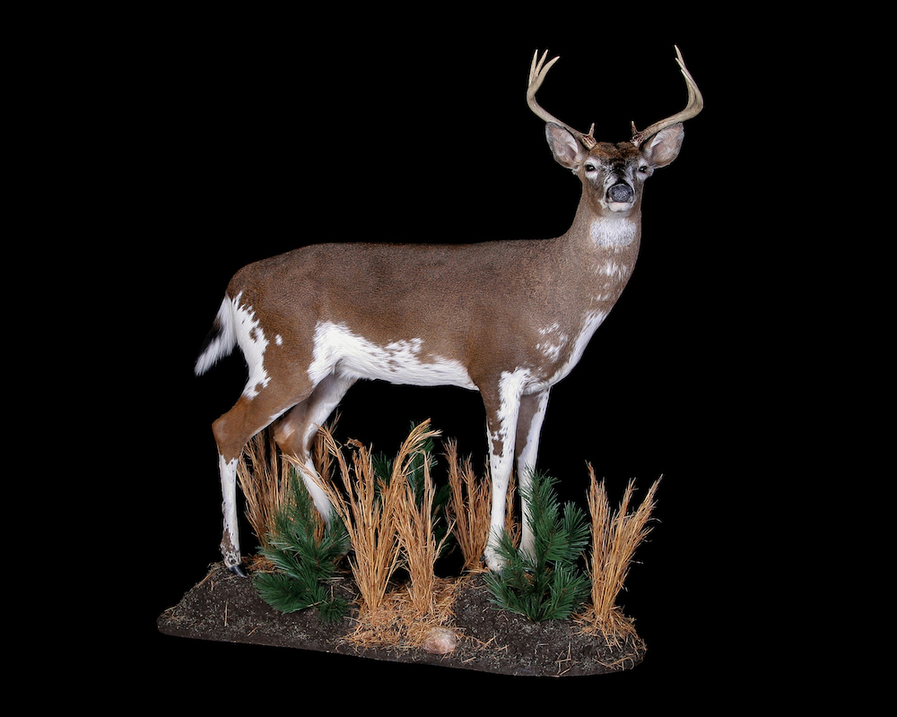 Un ciervo pío, este ciervo tiene marcas blancas que suben desde sus patas, vientre y grupa que se mezclan con el marrón de su espalda y cabeza