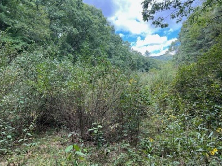 Un matorral boscoso que es la ubicación del proyecto en Gathright, WMA